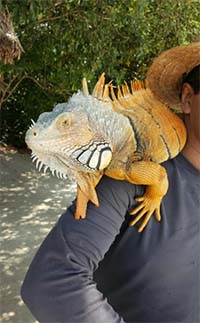 Tulum Iguana