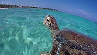 Akumal tortuga respirando